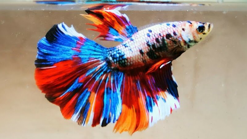 Top 11 Rainbow Female Betta Fish That You Need To Know