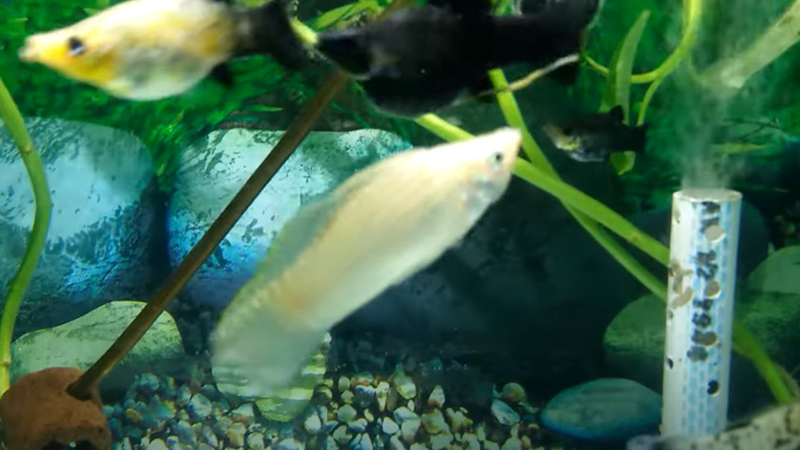 Rare molly fish colors