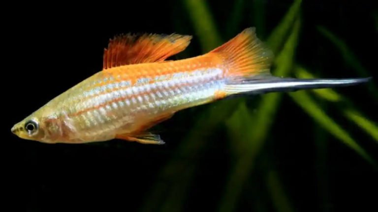 5 Rare Swordtail Fish Breeds For Hobbyists With Expensive Taste
