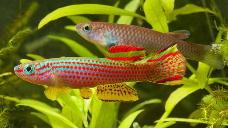 Red-striped killifish