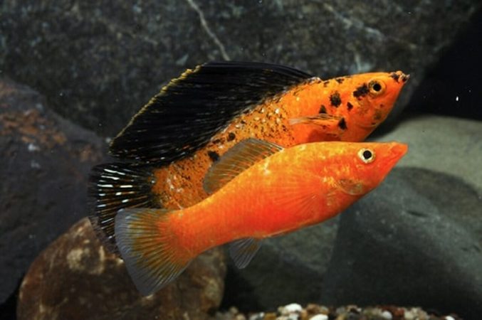 Red Sunset Sailfin Molly