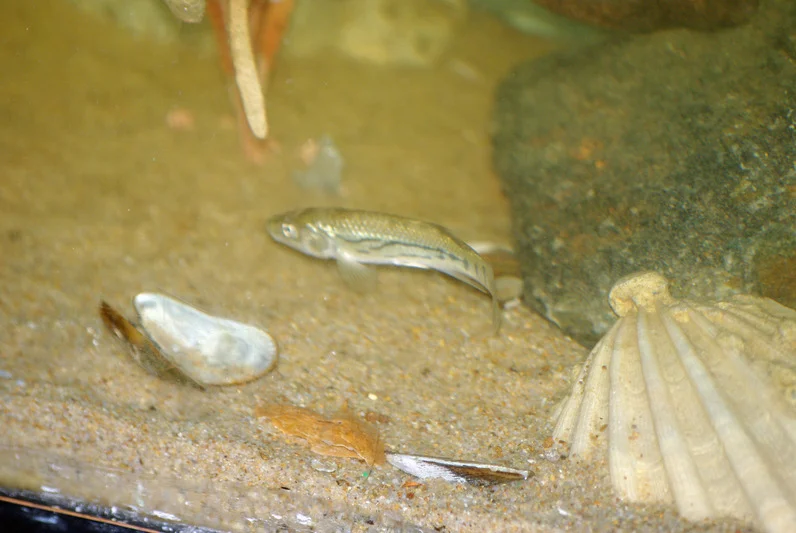 Remember to keep killifish males under control