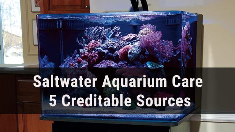 Saltwater Aquarium Care In Pdf Format: 5 Creditable Sources
