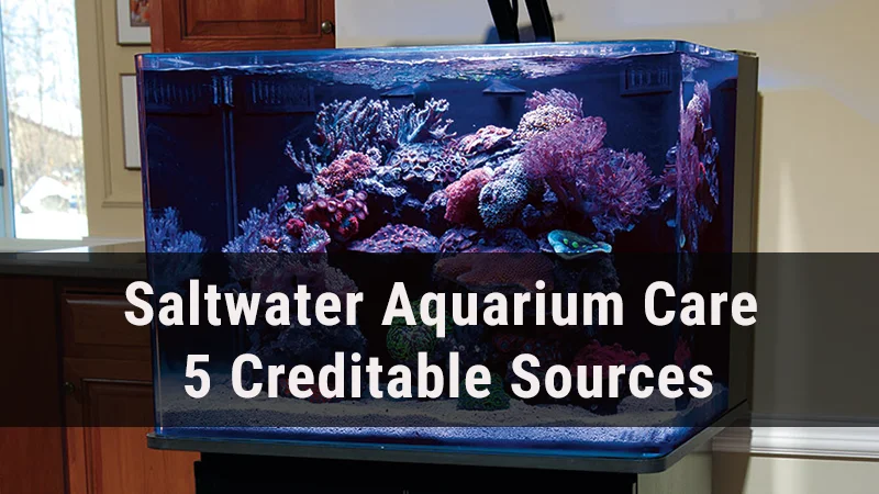Saltwater Aquarium Care In Pdf Format: 5 Creditable Sources