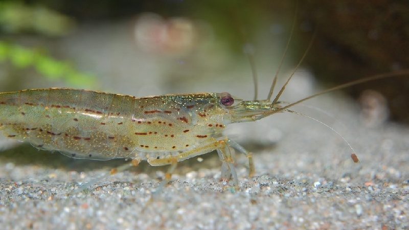 Shrimp in the nature