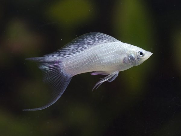 White/Silver Sailfin Molly