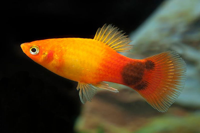 Special tail in platy fish: Mickey mouse