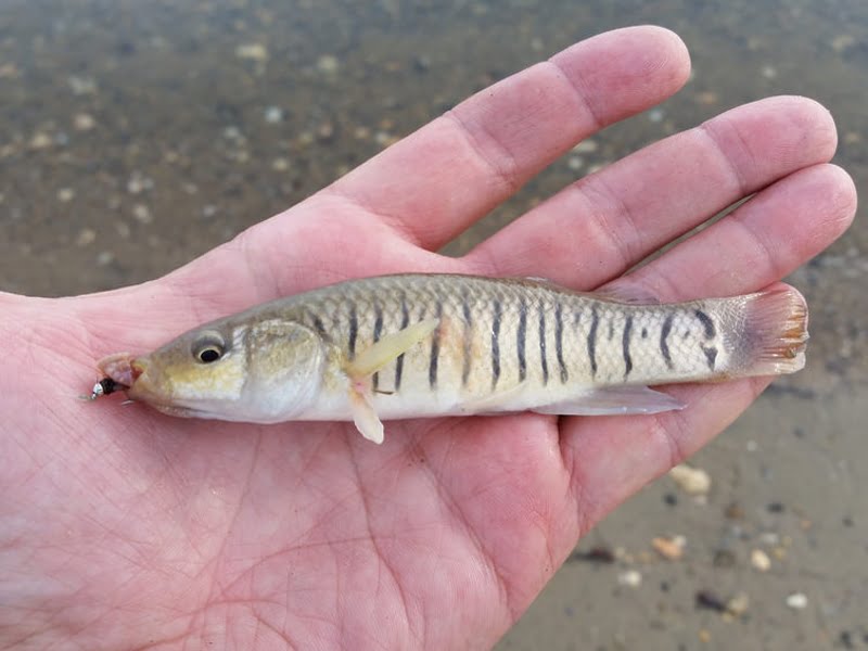 Striped killifish are frequently used as bait by anglers