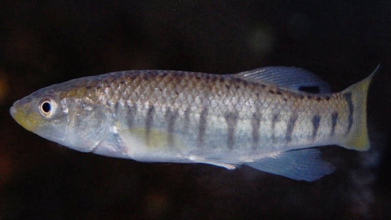 Top 6 The Useful Information About This Striped Killifish For Bait