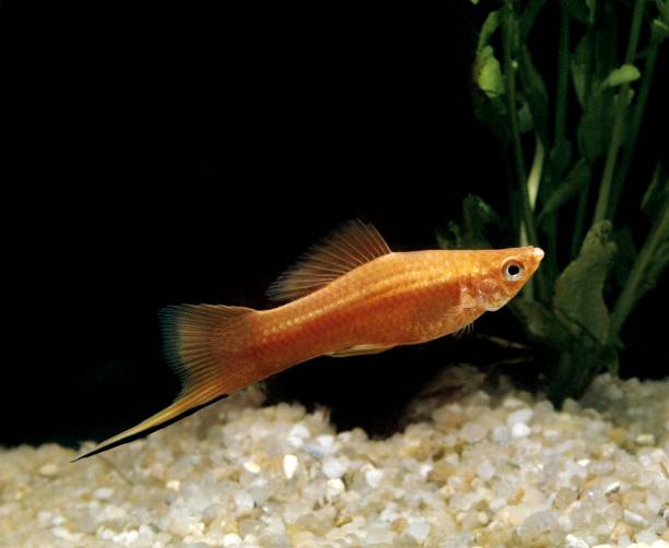 Swordtail at bottom of the tank
