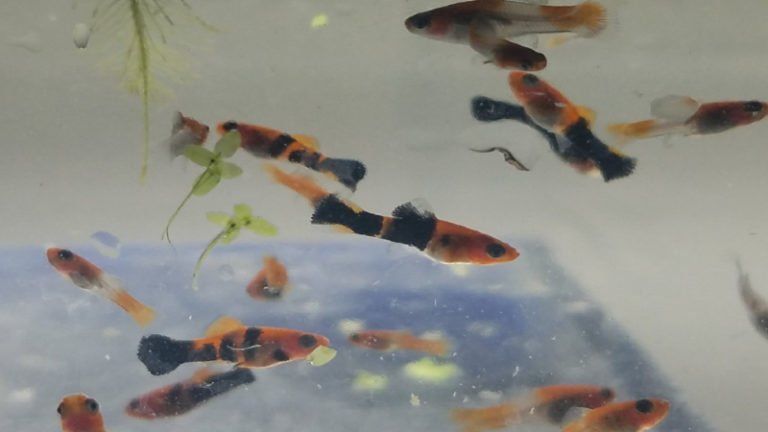3 Crucial Tips On Taking Care Of Swordtail Fish Fry