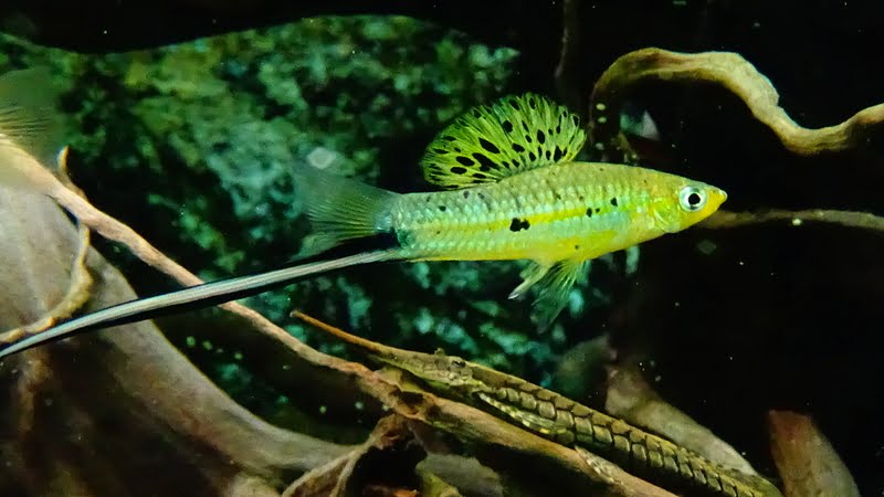 23 High-solution Swordtail Fish Images With No Water Mark