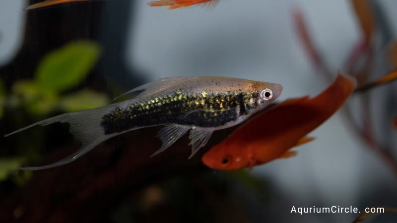 molly swordtail fish