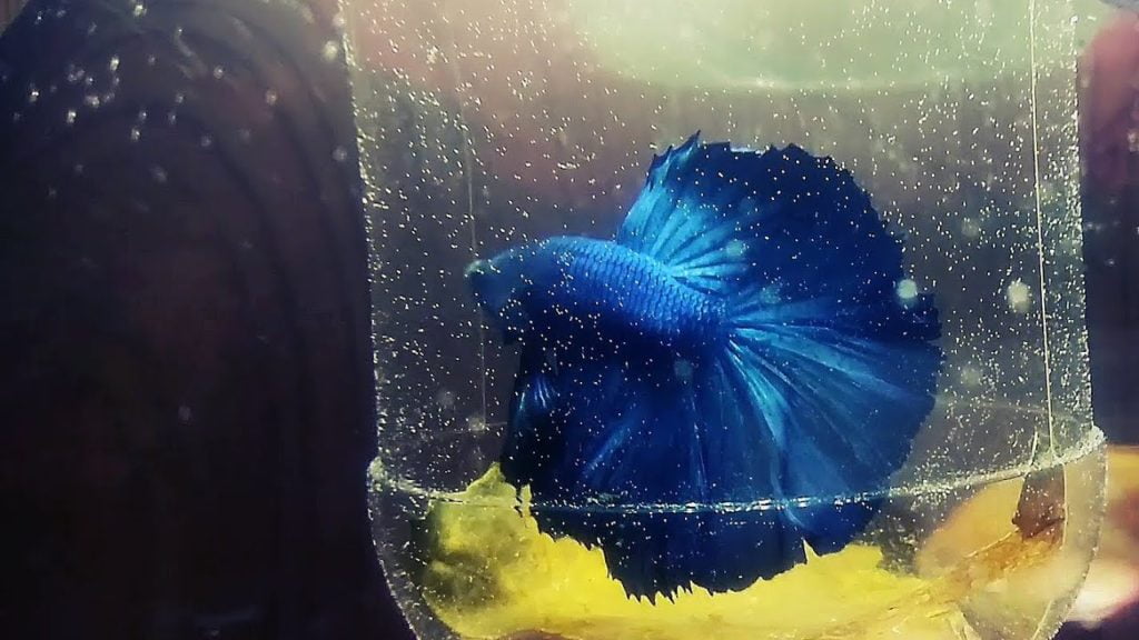 The tail of Full Moon betta reaches more than 180 degrees when spreads fully.