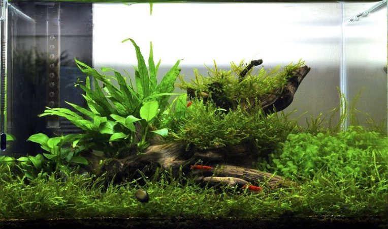 Tank setup with java moss and java fern