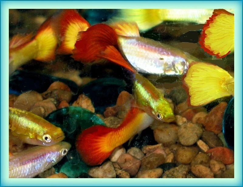 Tequila sunrise guppy
