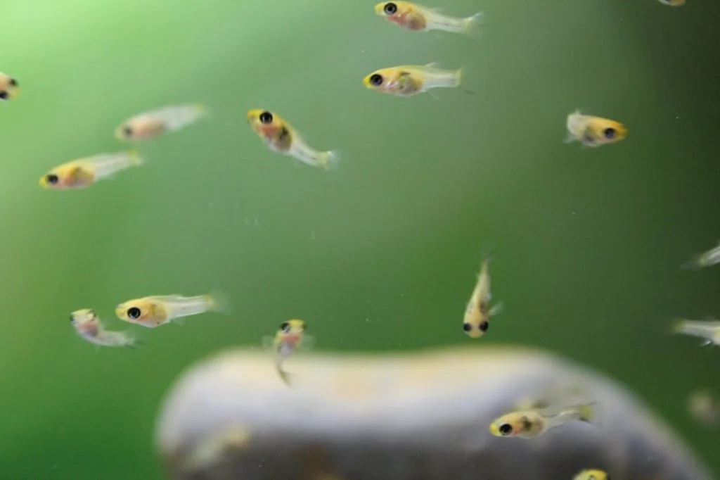 Molly Fish eat their babies because the fries are very tiny and fit molly fish's mouth