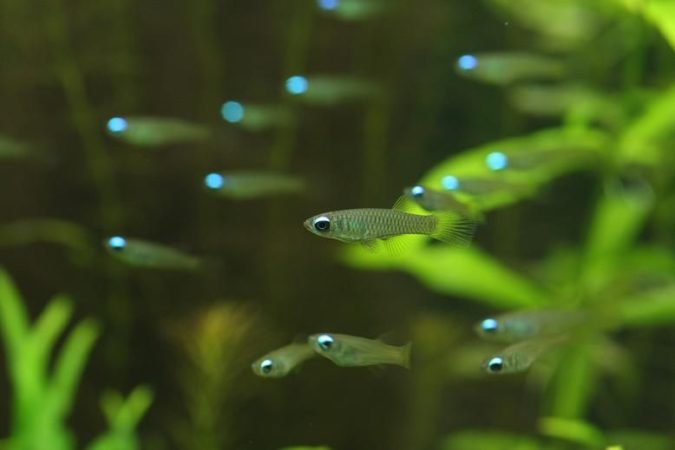 The schooling characteristic of killifish