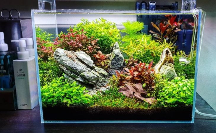 The substrate is one of the most vital factors when building a tank