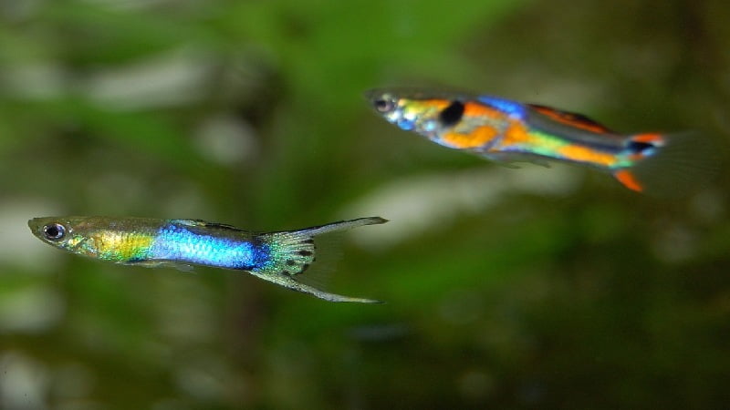 Top 10 Guppy Fish Species to Enjoy When You're in the Marine Aquarium