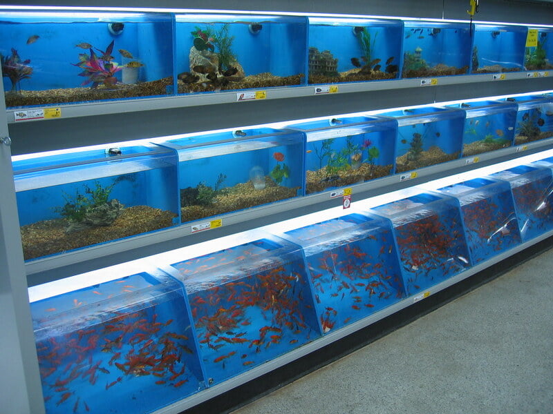 Various fish types you can find in a store
