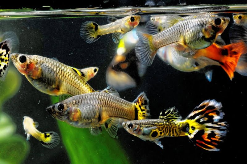 Warm water will help yin yang guppy fish grow stronger