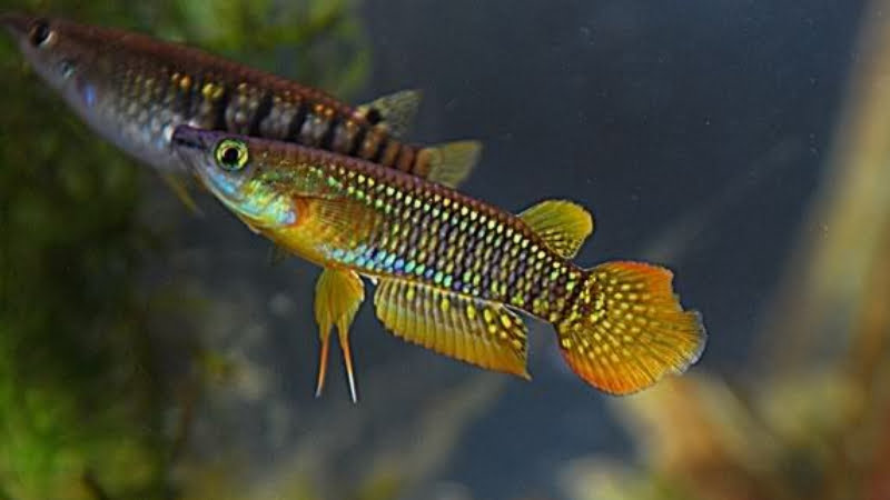 Get Better Werner's Killifish Understanding By Following 5 Key Facts