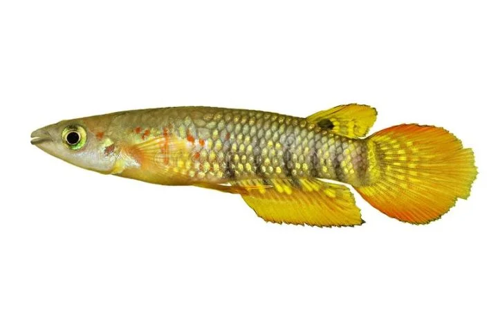 Werner's Killifish overview