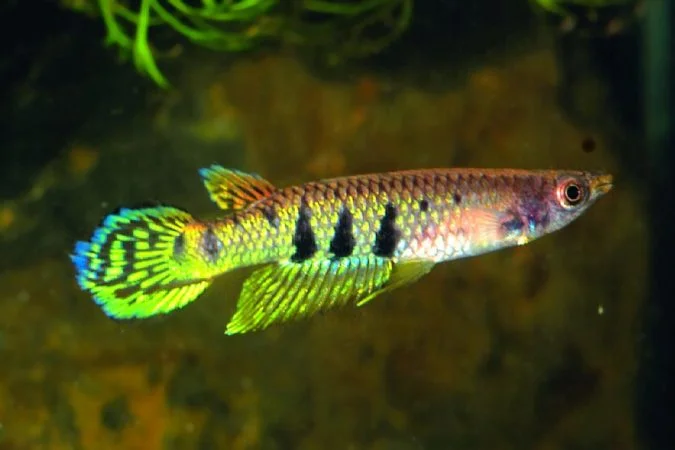 Werner's Killifish tank setup