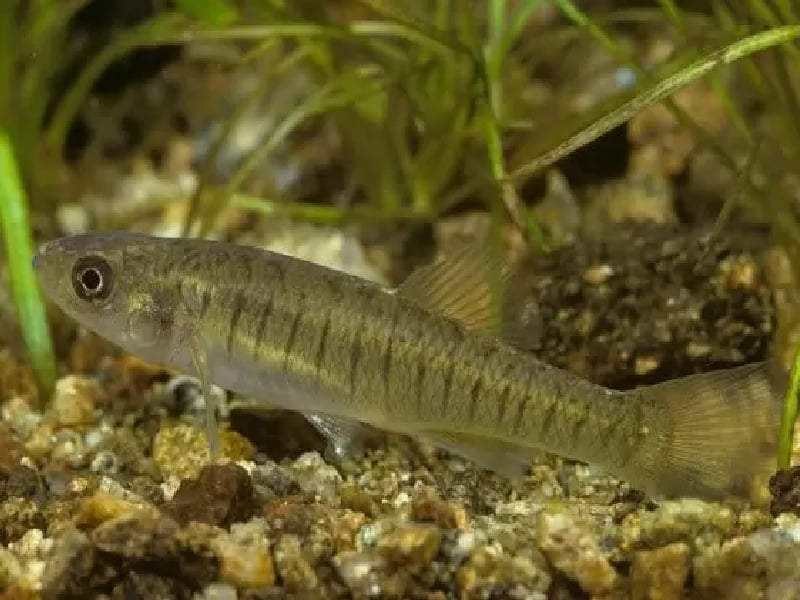 Western Banded Killifish is located in eastern North America