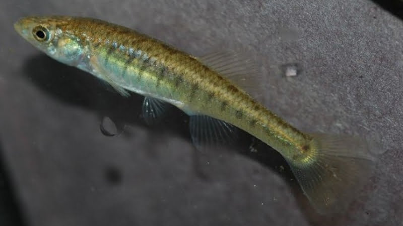 Top 7 Characteristics About Western Banded Killifish That You Should Know