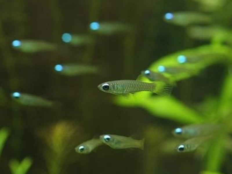 What are the advantages of lampeye killifish breeding?