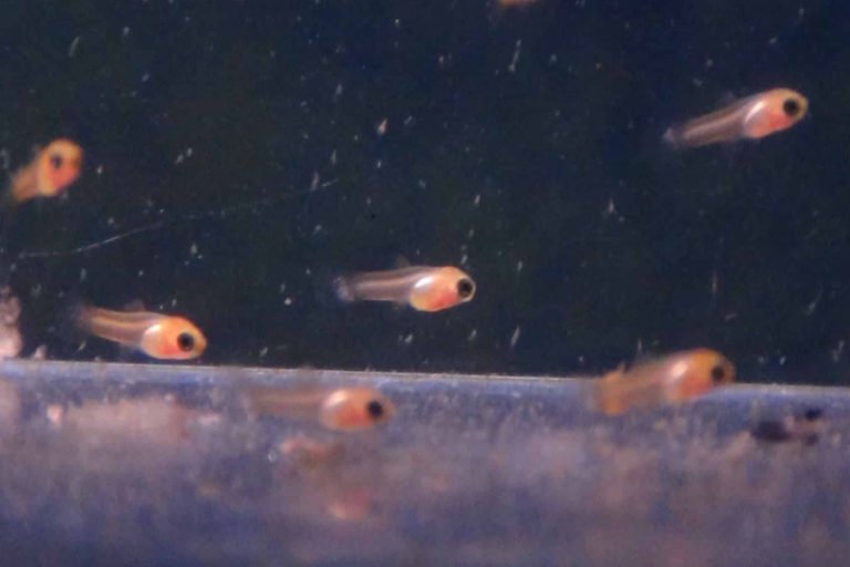 3 Crucial Tips On Taking Care Of Swordtail Fish Fry