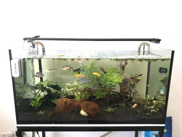 When keeping a pair of these fish together, a 3ft long aquarium is required
