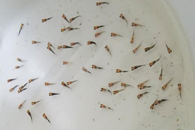 Molly Fish Eggs In Tank The Very Interesting Information