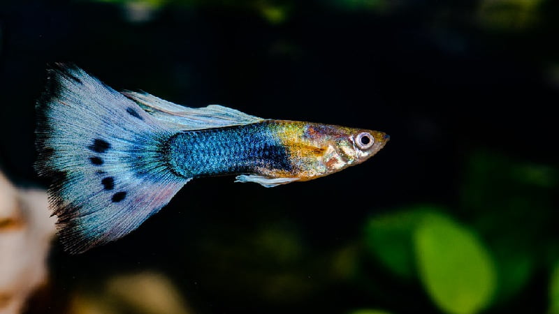 Wild Guppy Fish - A Useful Guide to Keeping Them Alive