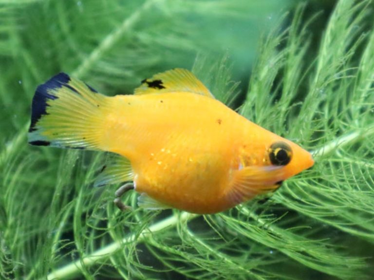 Balloon Molly Fish Price And 15 Common Types Of Mollies