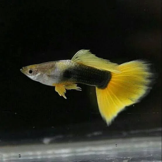 Yellow guppy