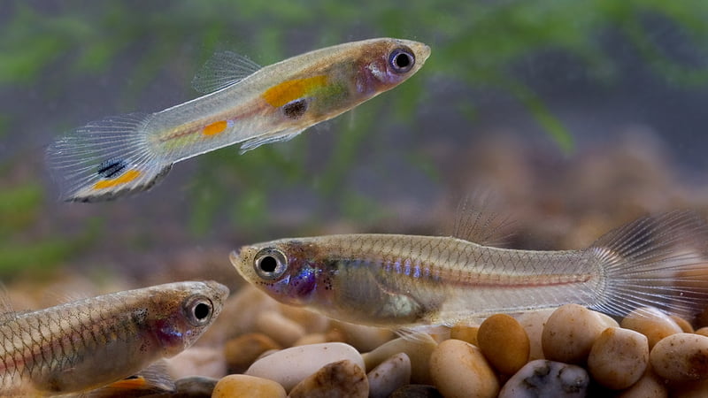 Young guppies swimming