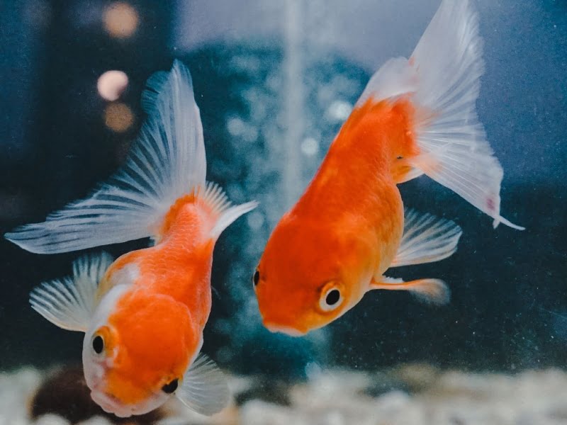 2 goldfish are perfect in a 10-gallon tank
