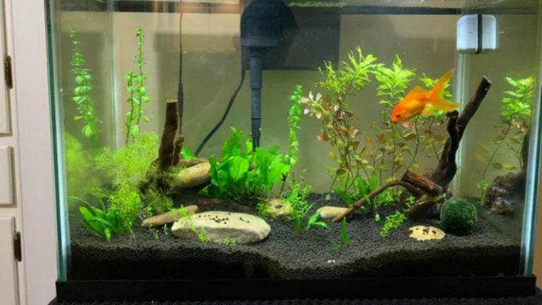 20 Gallon Fish Tank Goldfish: Keeping How Many Of Each Type