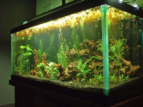 30 gallon tank for goldfish