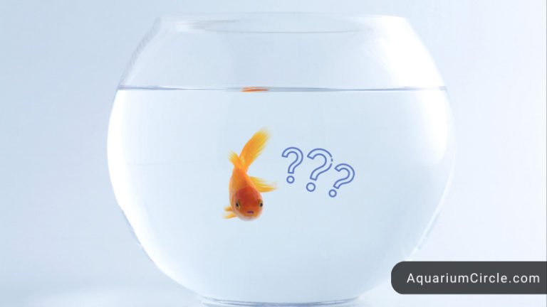 40 gallon goldfish tank