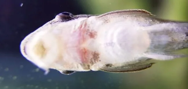 Ammonia burn on freshwater fish