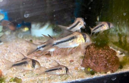 A pink cory catfish must cohabit with at least five other members of its own species