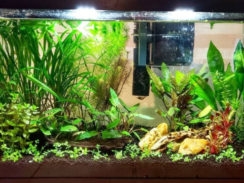 Add some aquarium plants into the tank