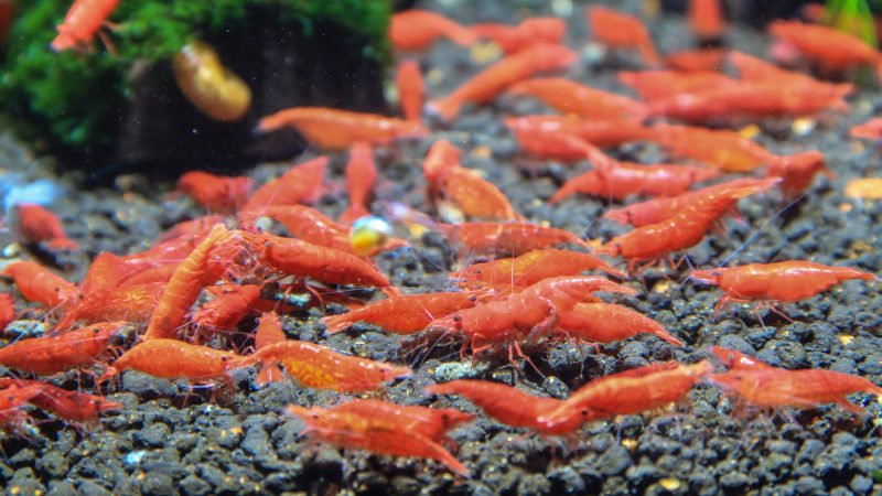 Adding more Shrimp into the aquarium tank may make your Killifish feel as if they were outnumbered
