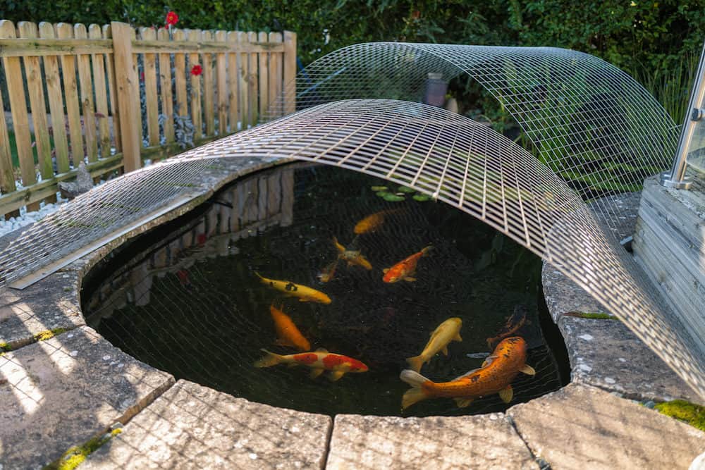 Why Do Koi Fish Jump And 5 Simple Guidance To Prevent This