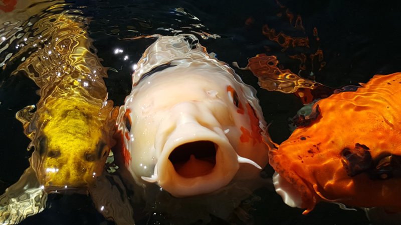 Aggressive koi fish