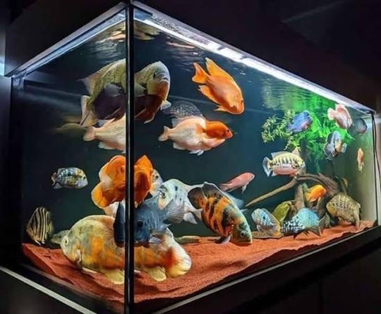 An overcrowding fish tank